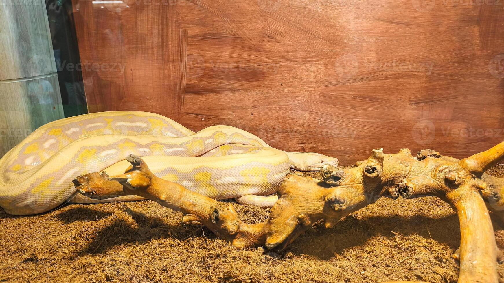 A large white Burmese python is coiled up on a bed of brown substrate photo