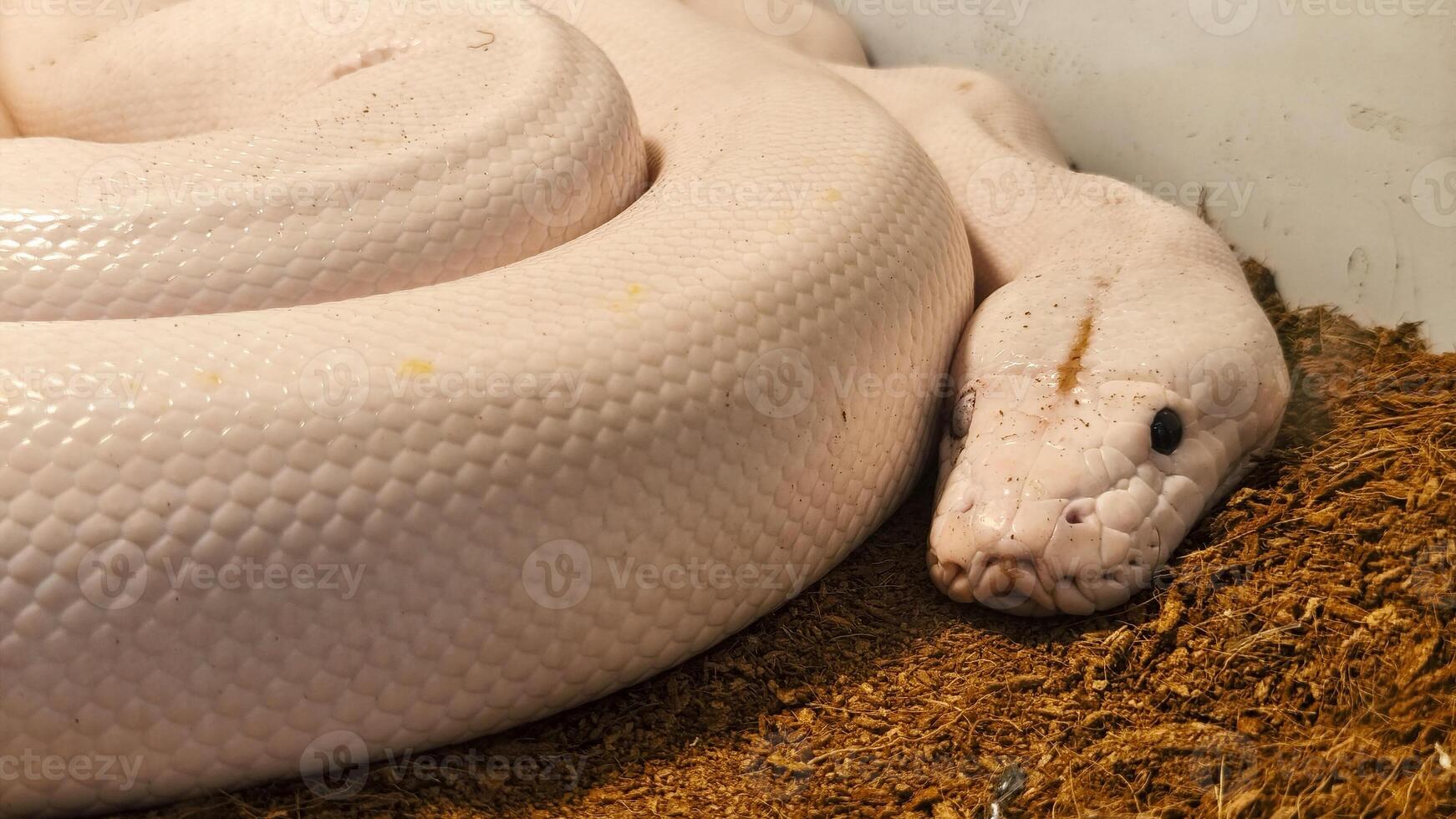 Its head rests calmly on the ground, showing no signs of aggression. photo