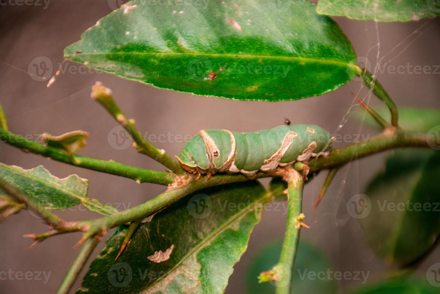 Green Caterpillar on a Lime Tree Branch photo