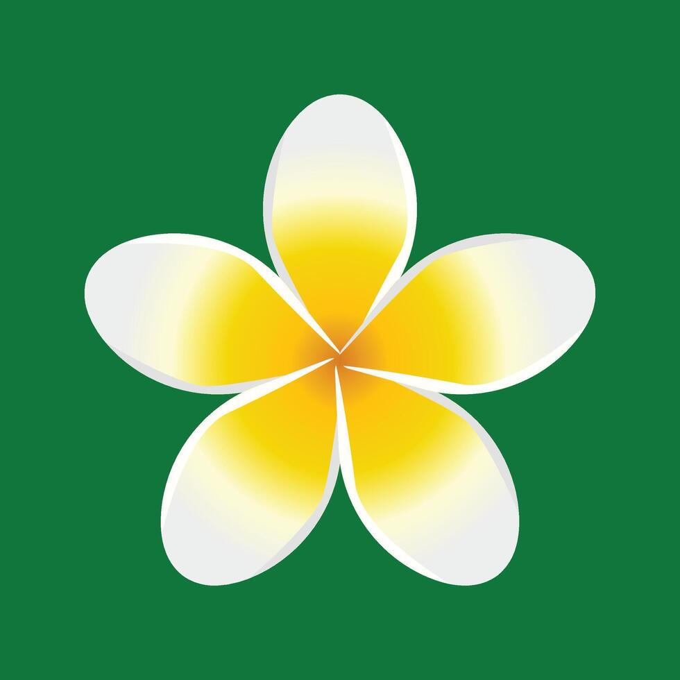 Illustration of a tropical frangipani flower. isolated on a green background vector