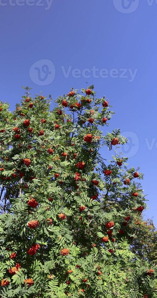 deciduous rowan trees with red berries in the park at the end of summer photo