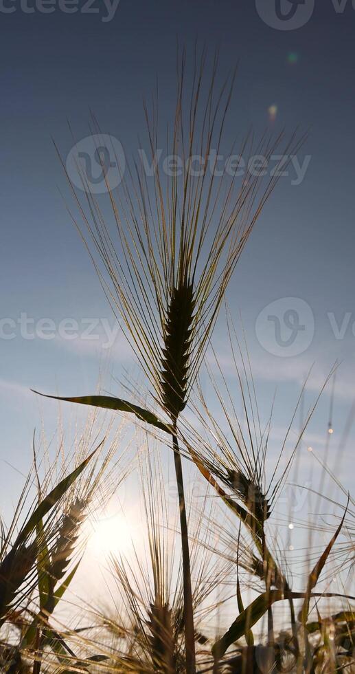 unripe rye during sunset, a field with rye before harvest is illuminated by sunlight at sunset photo