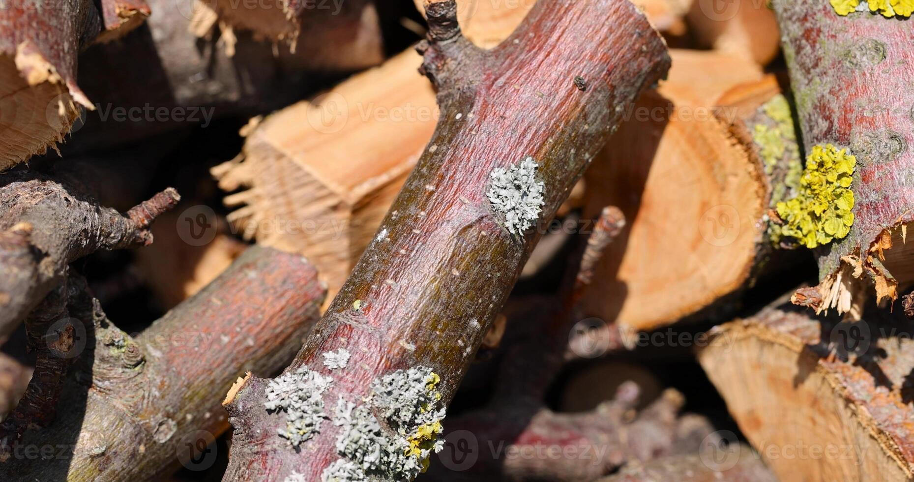 dried cherry wood for barbecuing or cooking food on the fire photo