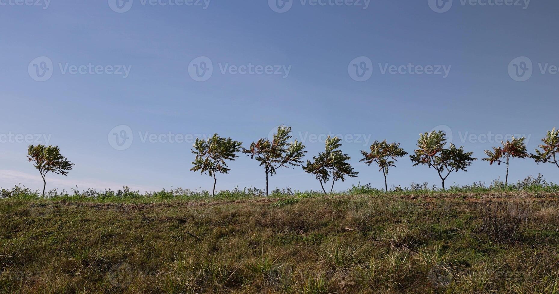 a row of sumac trees to fence the field and divide it into sections photo