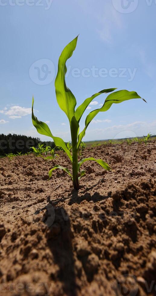 small corn sprouts in a field, growing sweet corn in eastern Europe photo
