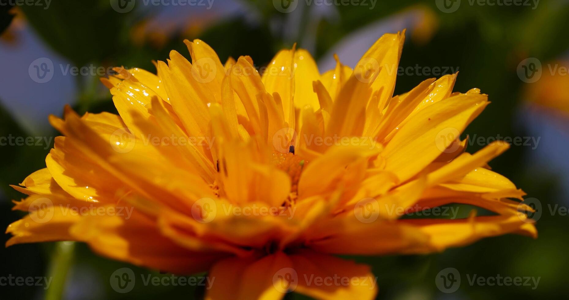 wet yellow flowers in sunny weather during flowering photo