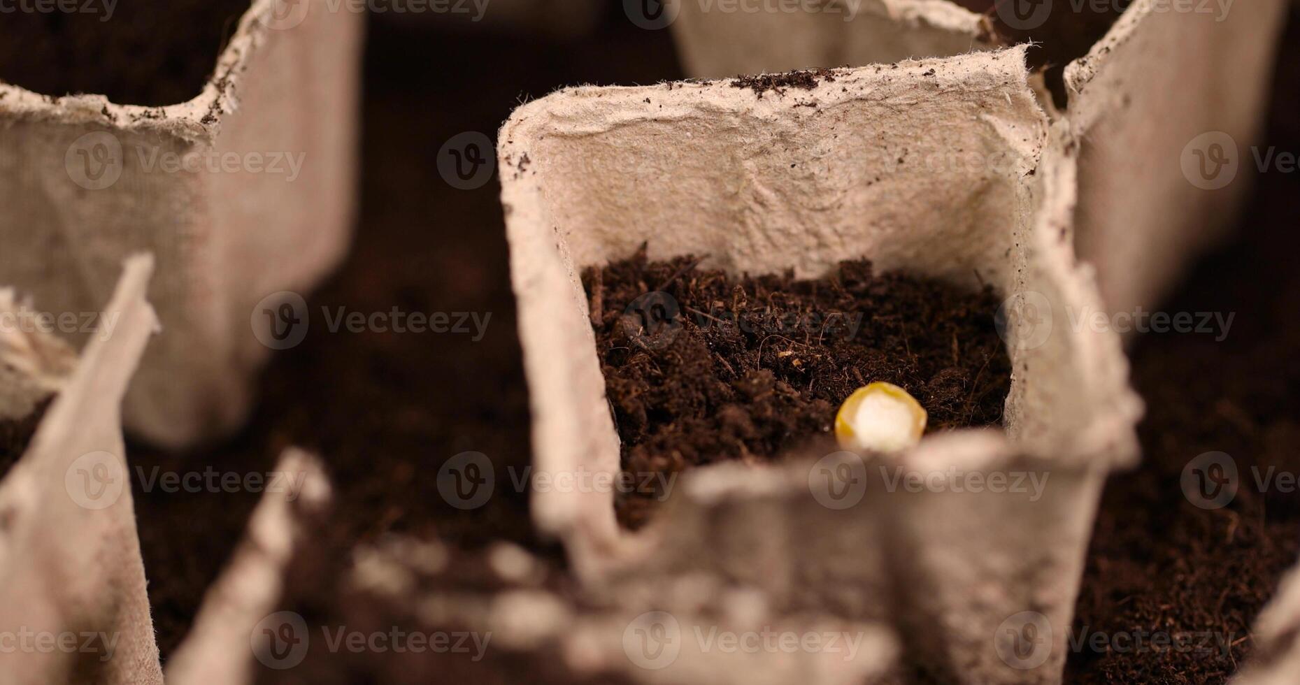 disposable paper pots made of peat with chernozem and corn seeds photo