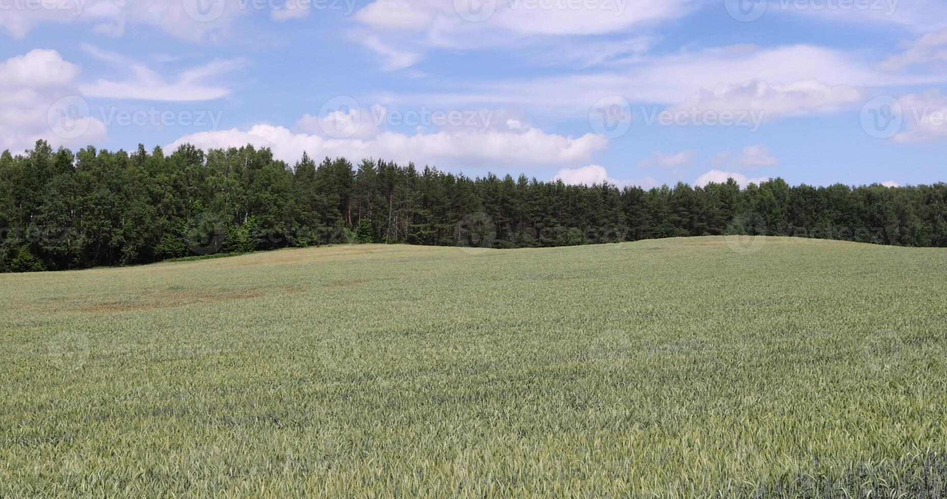 wheat in the field in the summer, grain wheat during ripening in the agricultural field in sunny weather, blue sky, landscape with forest photo