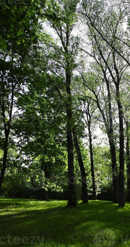 deciduous maple trees and other trees in the park in sunny weather photo