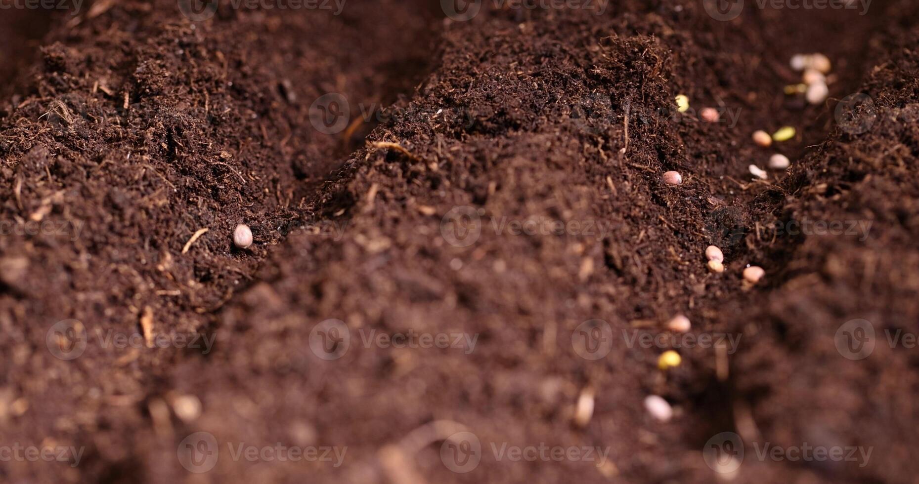 planting radish seeds in fertile soil with the addition of peat photo