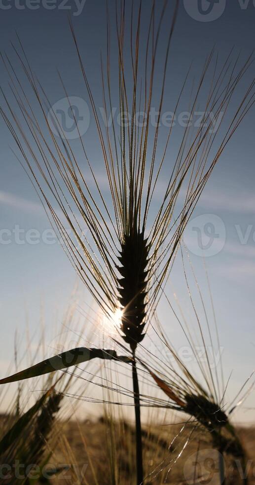 one ripe rye ears with long tendrils in the field in the summer during sunset, production of agricultural rye plants photo