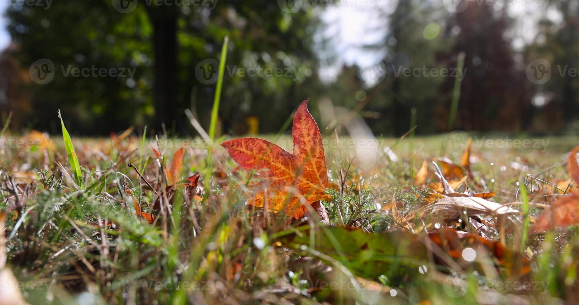 red amber tree in the autumn season in sunny weather photo