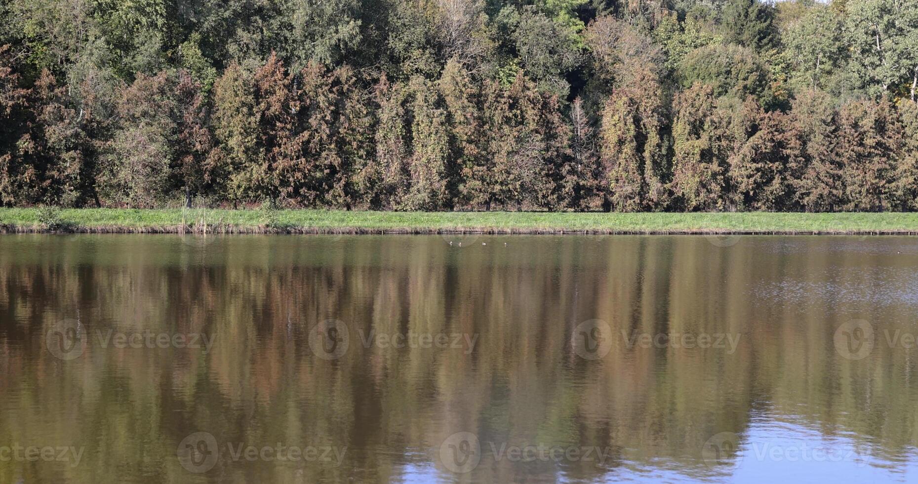 a lake with trees and various shrubs growing on the shore, which are reflected in the water photo