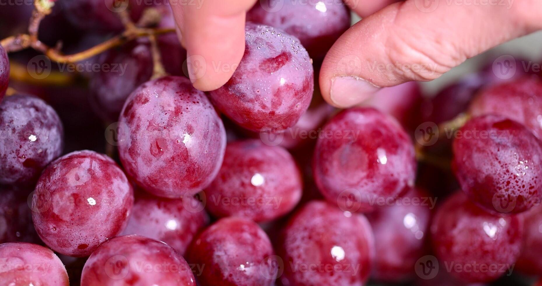 take grapes on the table after washing the berries, wet grapes safe for eating photo
