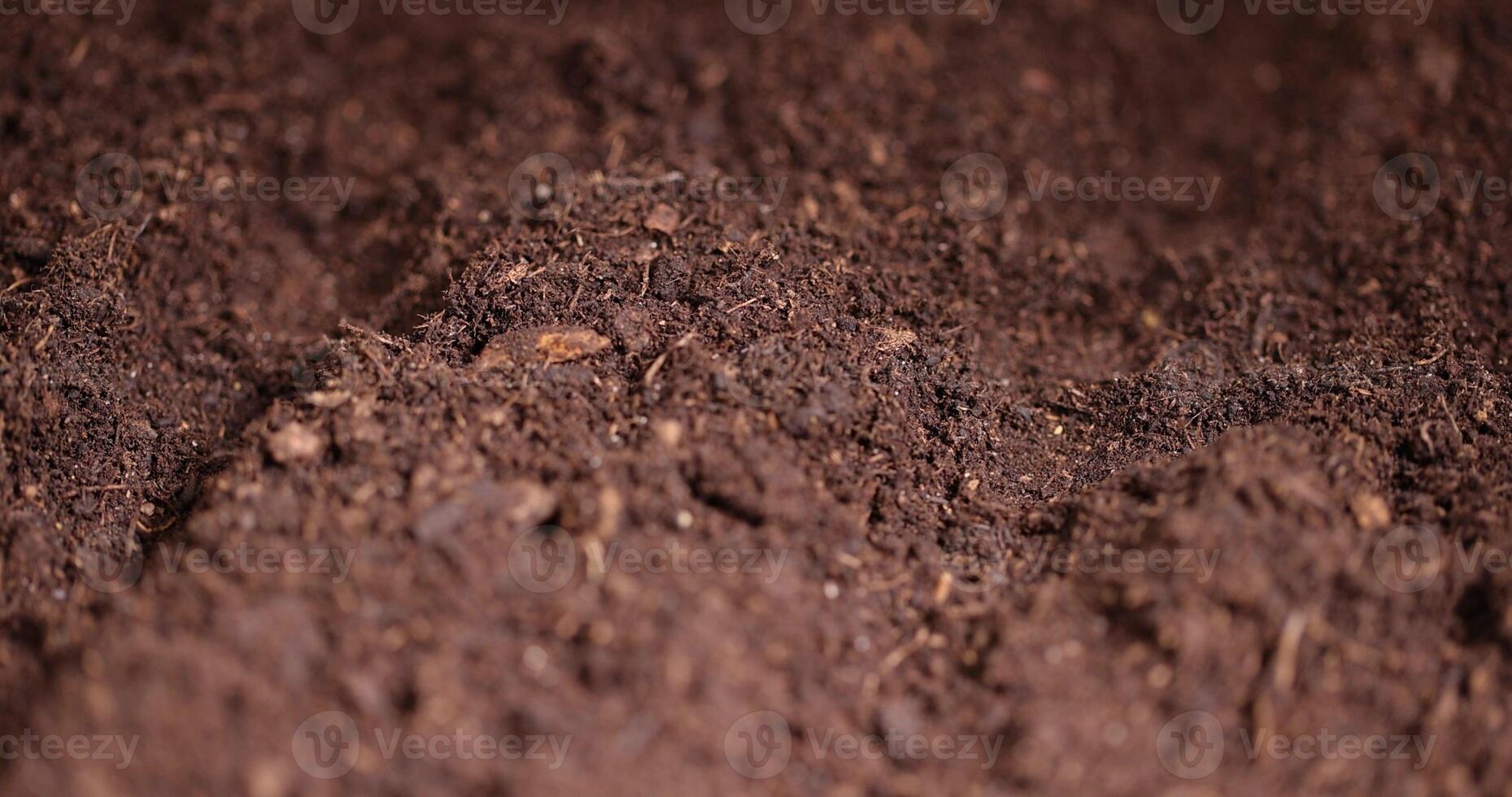 planting beet seeds in fertile soil with the addition of peat photo