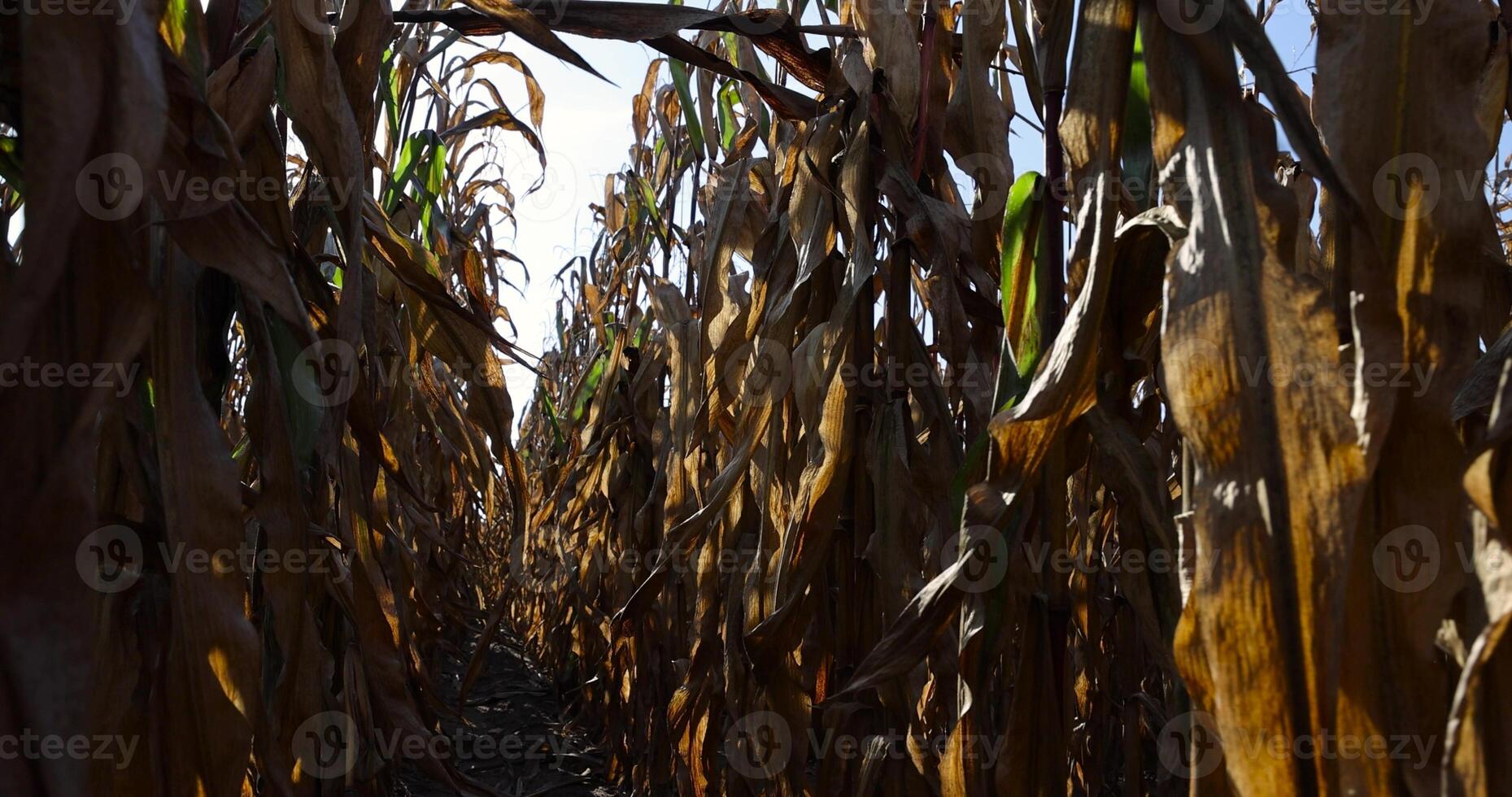 dry orange and yellow corn in the field in autumn photo