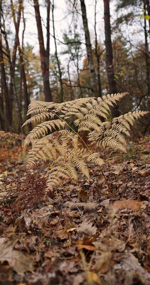 yellowed drying fern in a mixed forest in cloudy weather photo