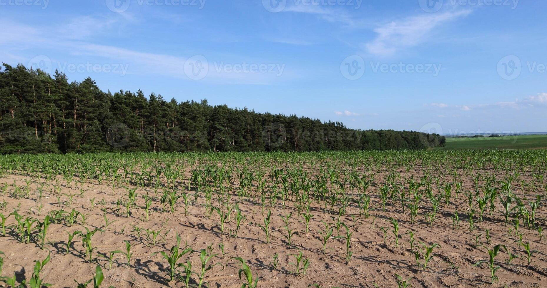 sweet corn in a field in the summer, a field with corn sprouts against a blue sky photo
