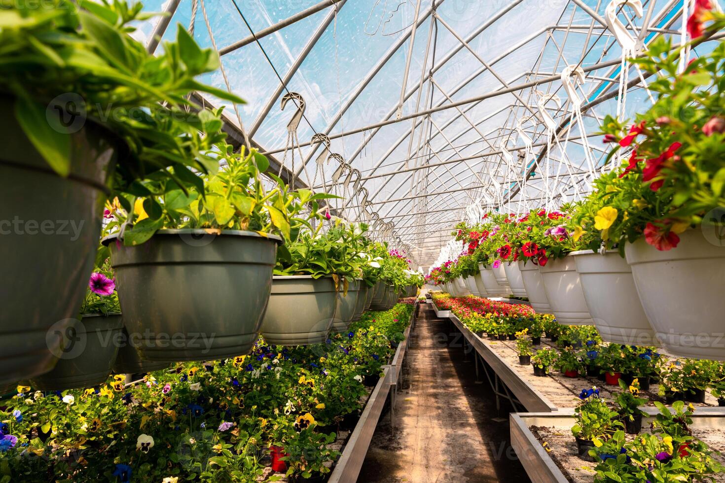 Rows of vibrant flowers in hanging pots and trays inside a bright greenhouse with a transparent roof and metal frame. photo