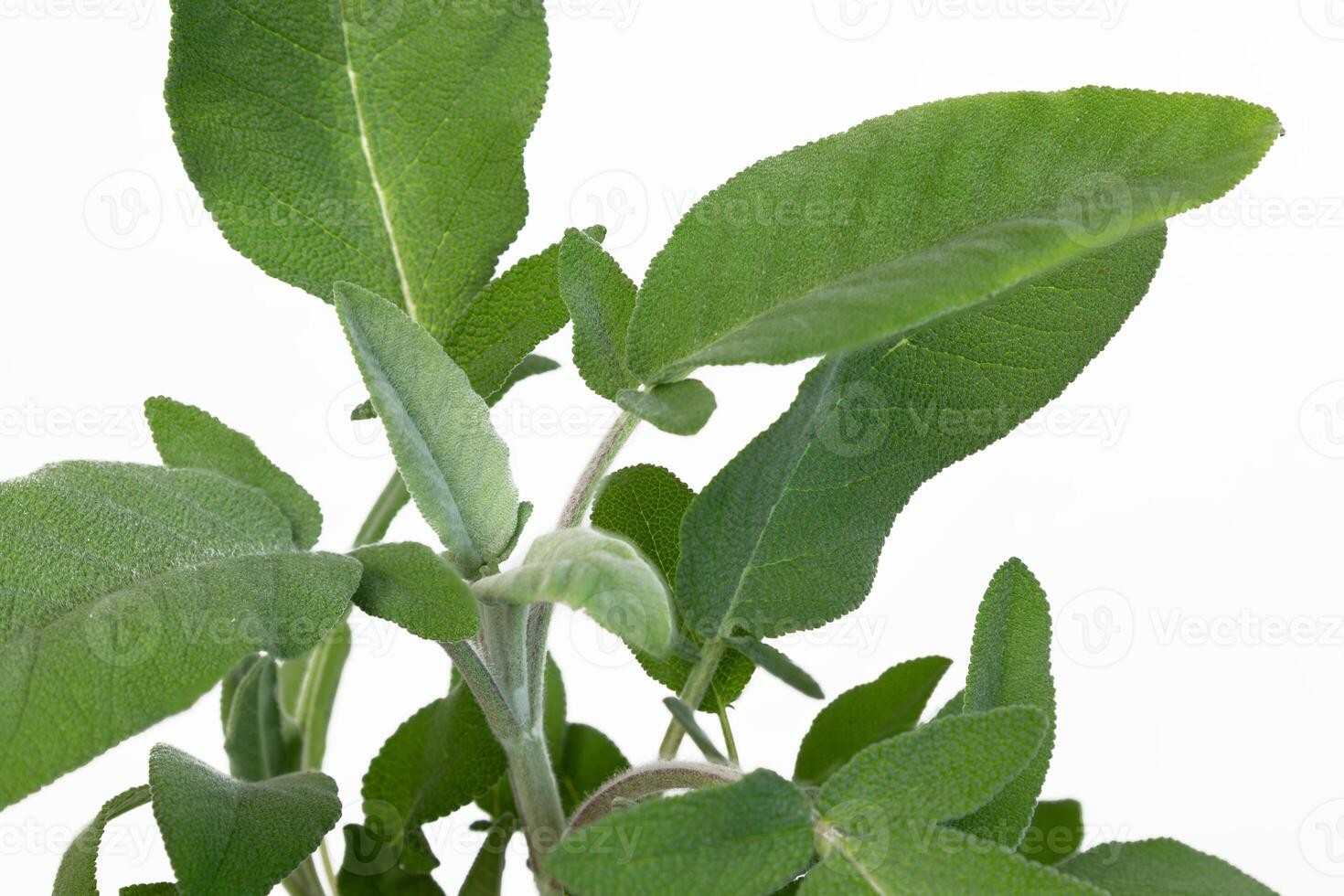 Close up of a sage plant showcasing its vibrant green leaves and delicate texture, isolated on a white background, ideal for highlighting the freshness and beauty of this culinary herb photo