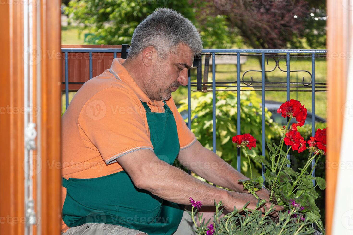 Senior gardener wearing a green apron, repotting vibrant red geraniums and other colorful flowers on a balcony adorned with a metal railing during a sunny spring day photo