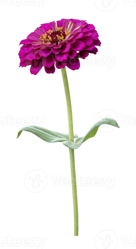 Isolate pink zinnia flower with single stem cut out on white background for summer season and graphic design usage photo