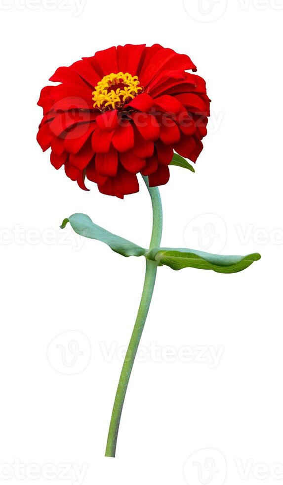 Isolated orange red zinnia flower with single stem cut out on white background for summer season and graphic design usage photo