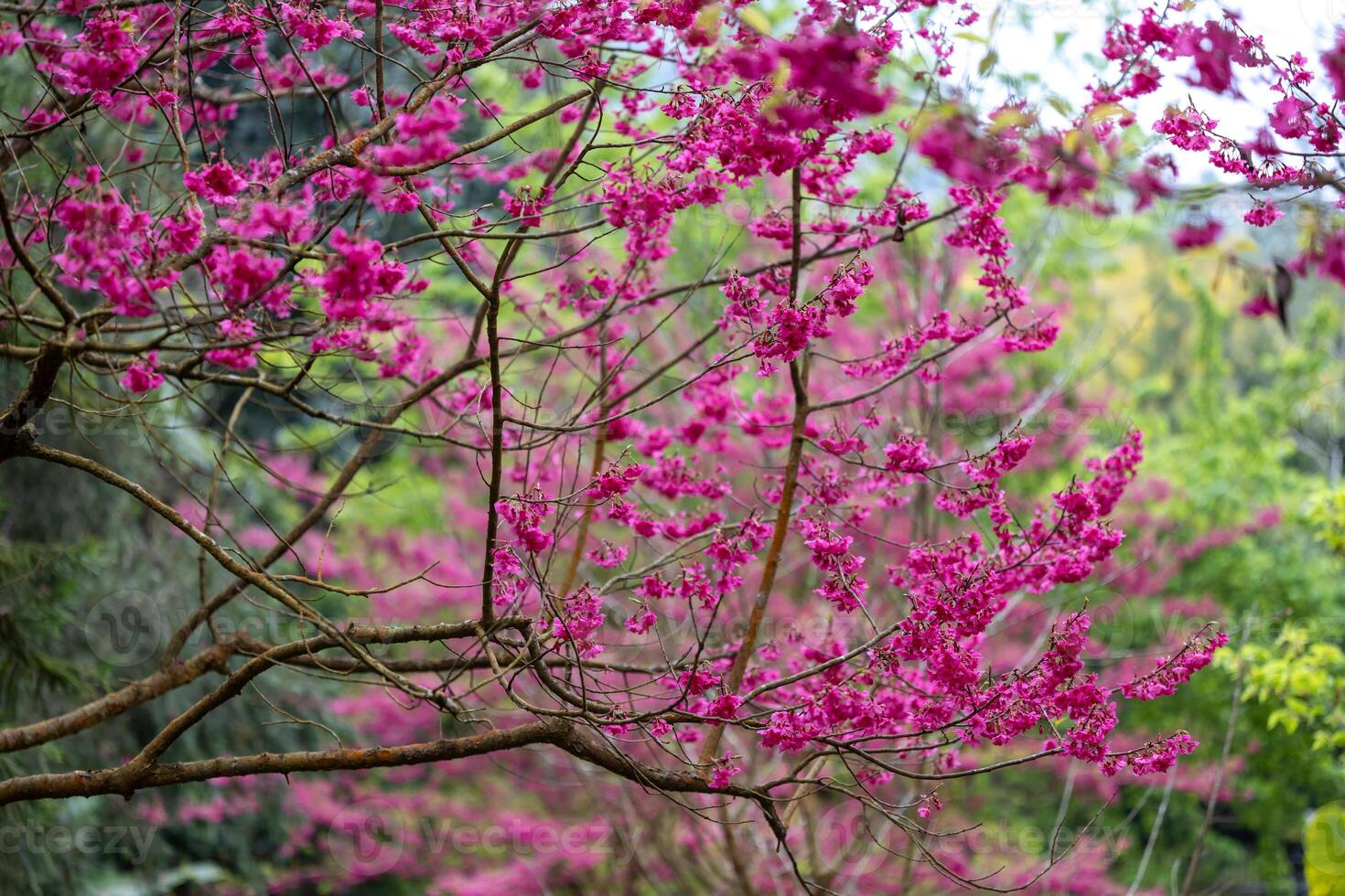 Sakura cherry blossom flower blooming at spring season photo