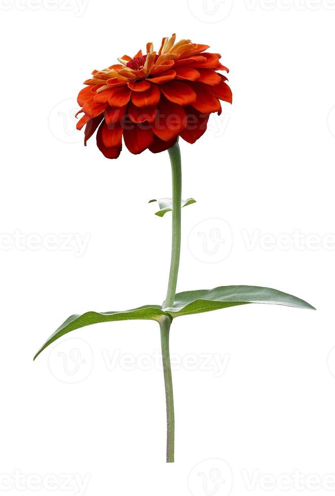 Isolated orange zinnia flower with single stem cut out on white background for summer season and graphic design usage photo