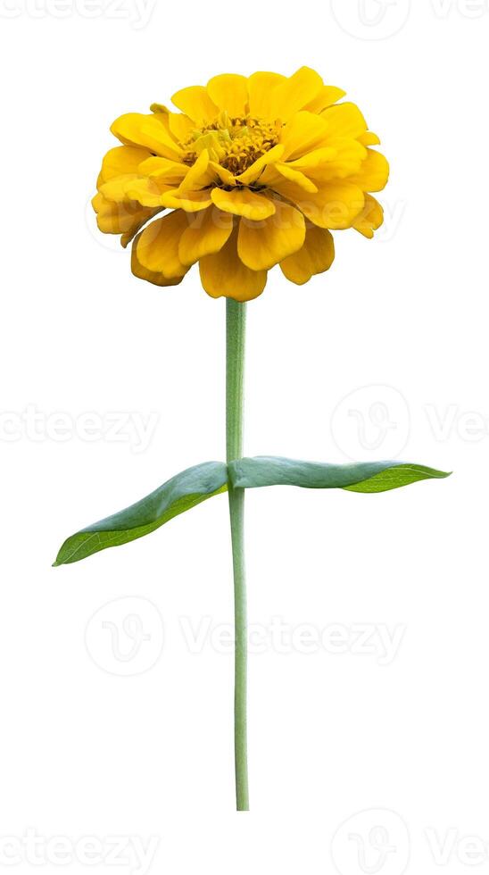 Isolated yellow zinnia flower with single stem cut out on white background for summer season and graphic design concept photo