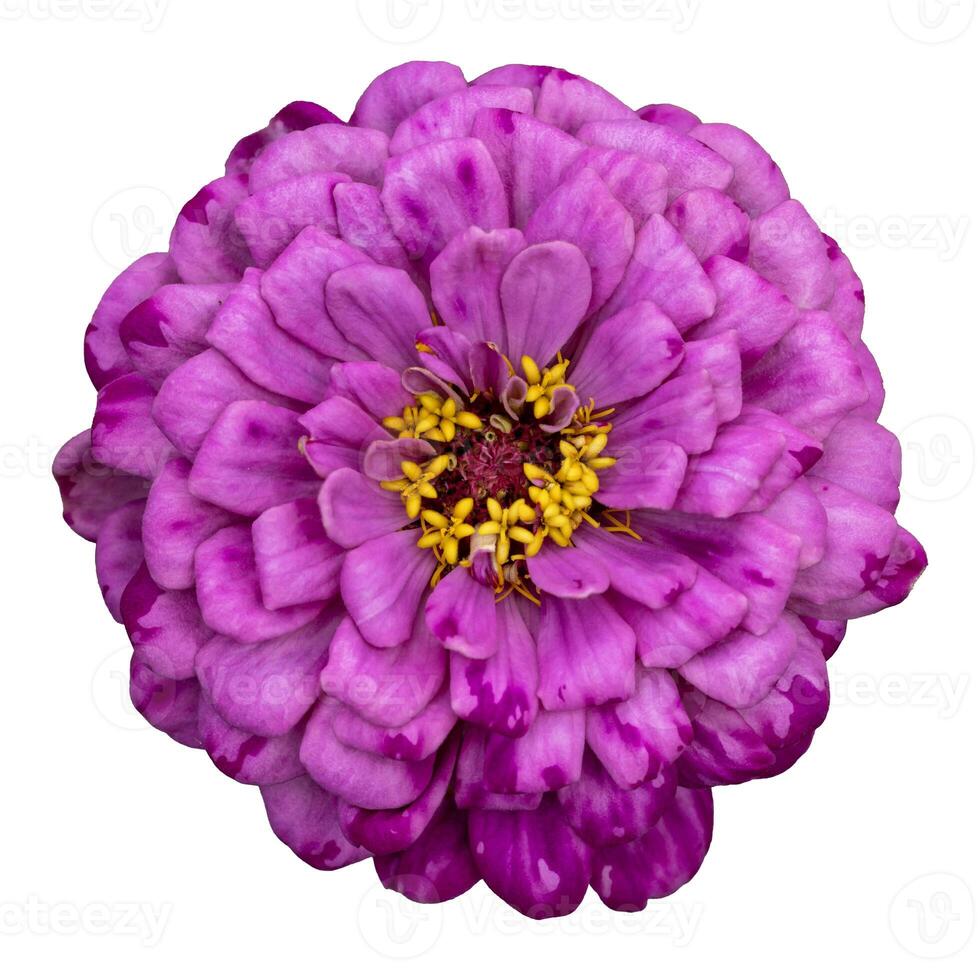 Top view of the isolated variegated purple violet zinnia flower cut out on white background for summer season and graphic design concept photo