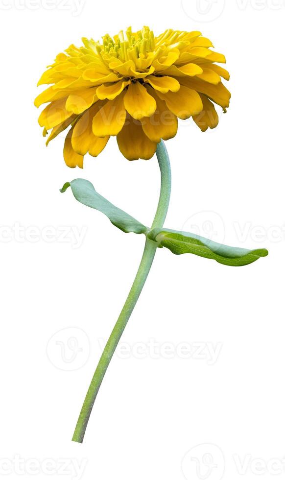 Isolated yellow zinnia flower with stem cut out on white background for summer season and graphic design photo