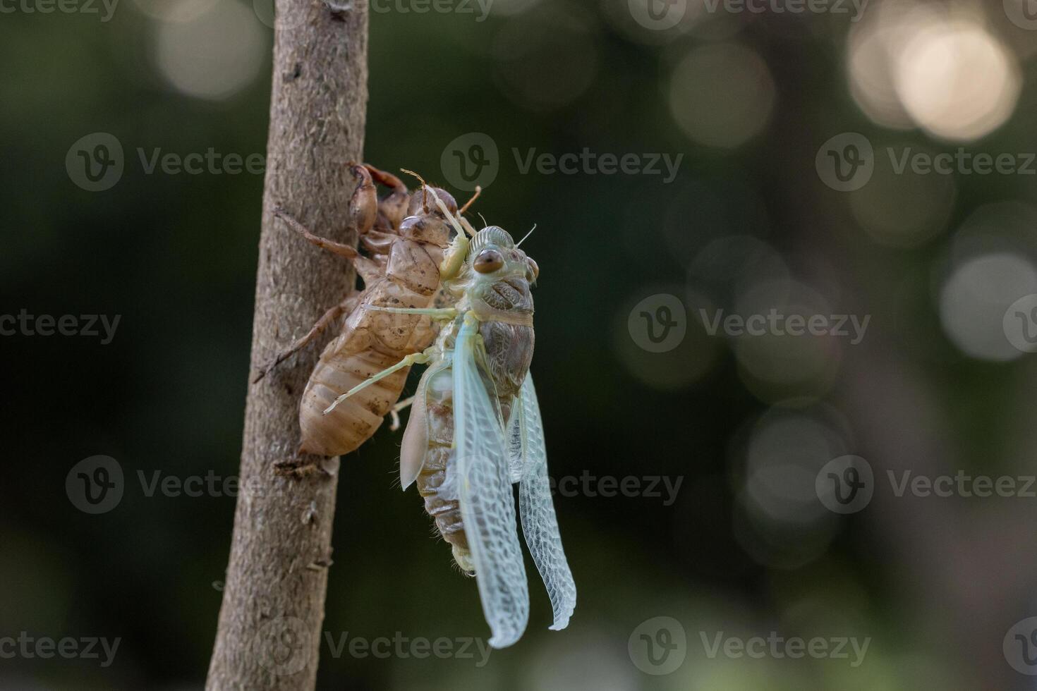 Cicada is molting skin from nymph to entering adulthood photo