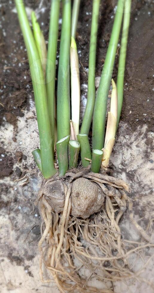 Healthy Zamioculcas bulbs during home transplantation. Process of dividing overgrown dollar tree plant roots for propagation in spring season photo