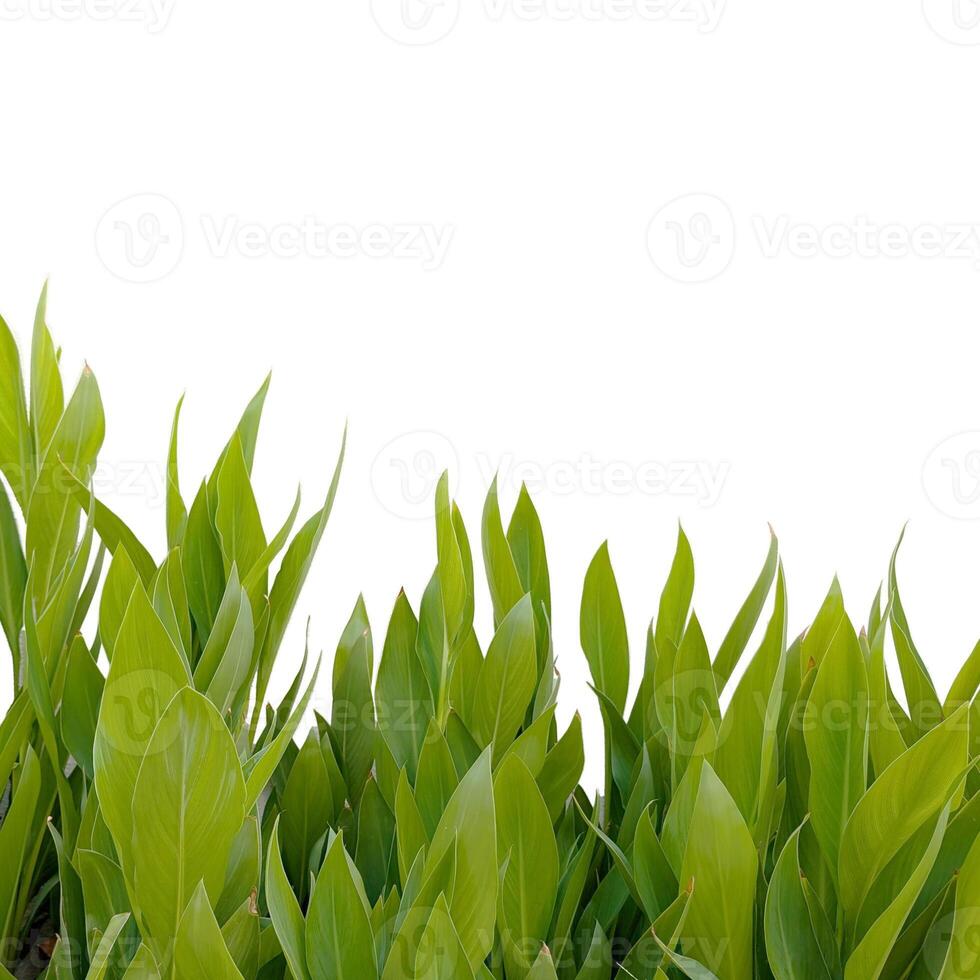 Fresh green leaves in a row isolated on white - perfect horizontal eco-banner. Natural leaf texture for organic product marketing, floral decor templates or nature-themed designs photo