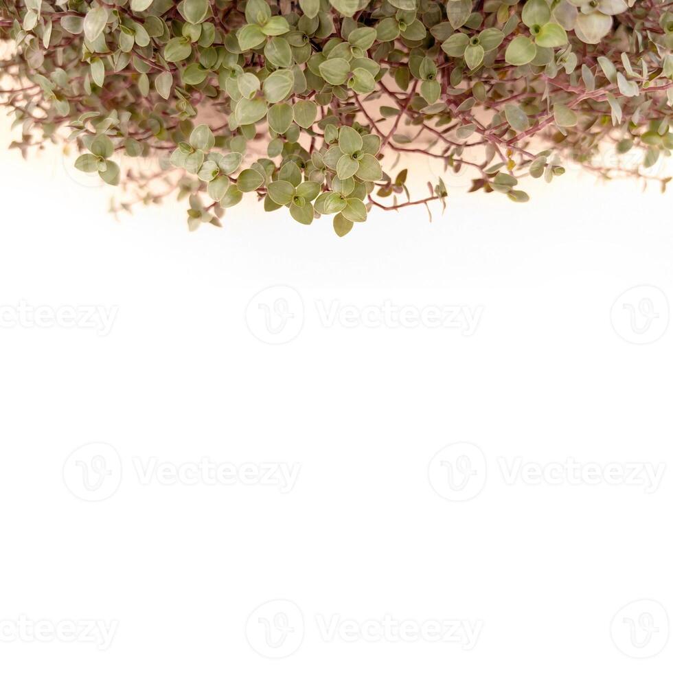 Delicate Callisia leaf close-up, blurred green foliage on clean white. Versatile natural background for eco-conscious designs, beauty ads or text overlays photo