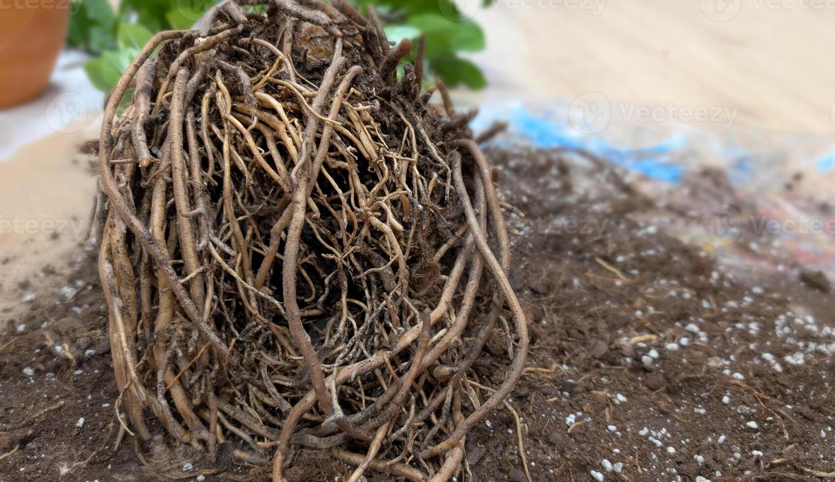 Root system with overgrown bulbs of indoor plant Zamioculcas Zamiifolia, replanting of dollar tree, spring repotting houseplant on floor with ground, transplanting plants at home,propagation by tubers photo