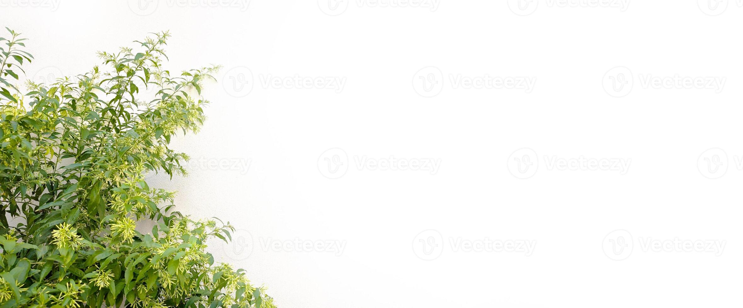 Natural green bush branches isolated empty white background with copy space for text banner photo