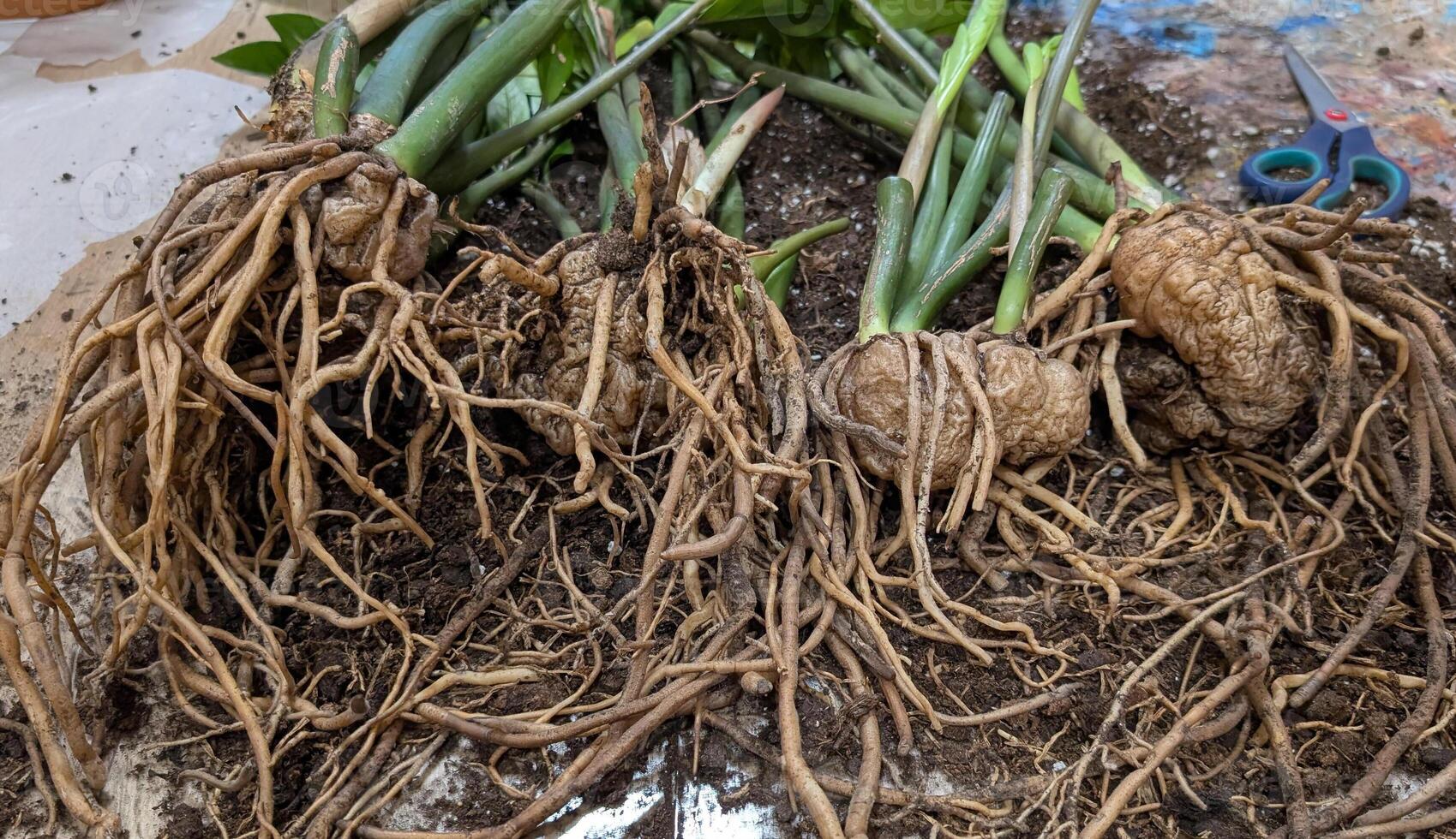 Root system of indoor plant Zamioculcas Zamiifolia, replanting of dollar tree, spring repotting houseplant on floor with ground, transplanting plants at home,propagation by tubers photo