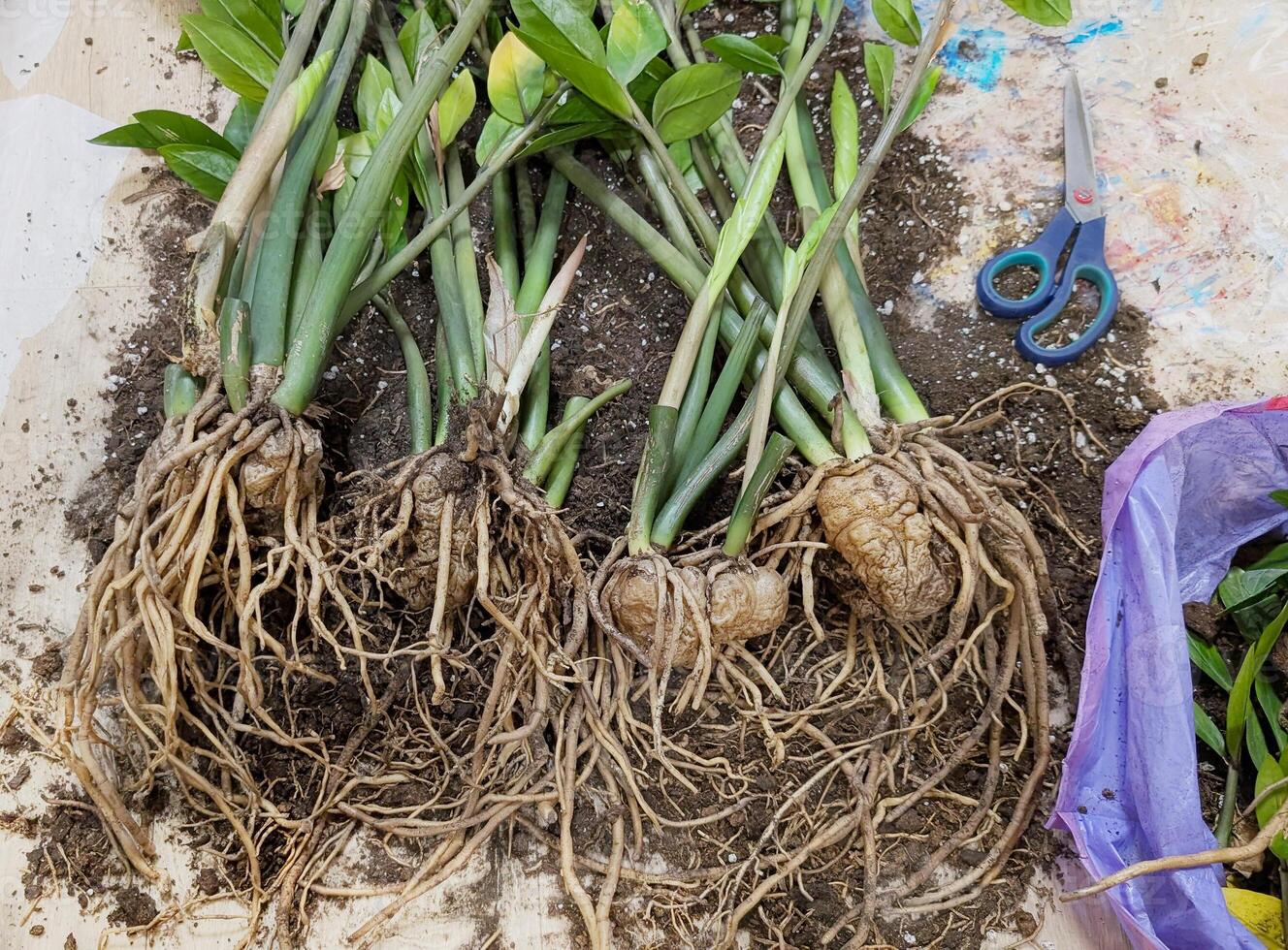 Overgrown Zamioculcas root system with thick tubers during spring repotting. Close-up of dollar tree propagation by division, showing healthy rhizomes on soil photo
