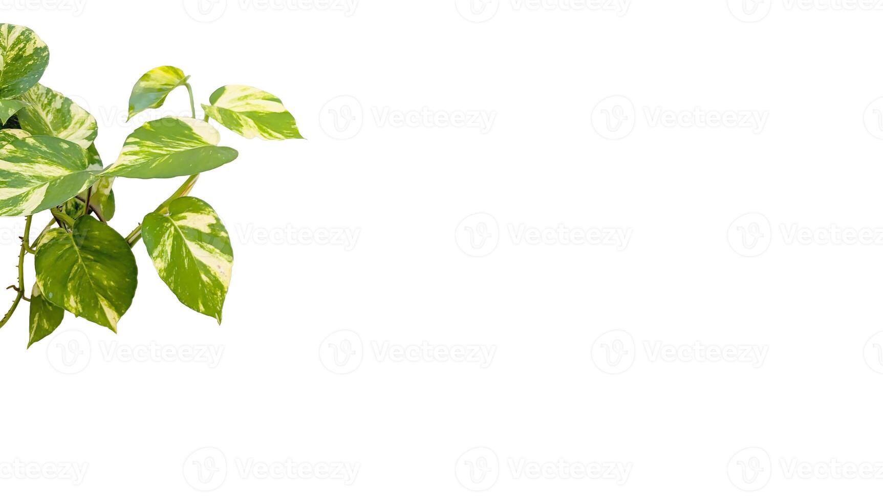 Lush green hanging Epipremnum pinnatum leaves and foliage isolated on white background for decorative natural banner, Vibrant and organic botanical elements for interior design and environmental theme photo