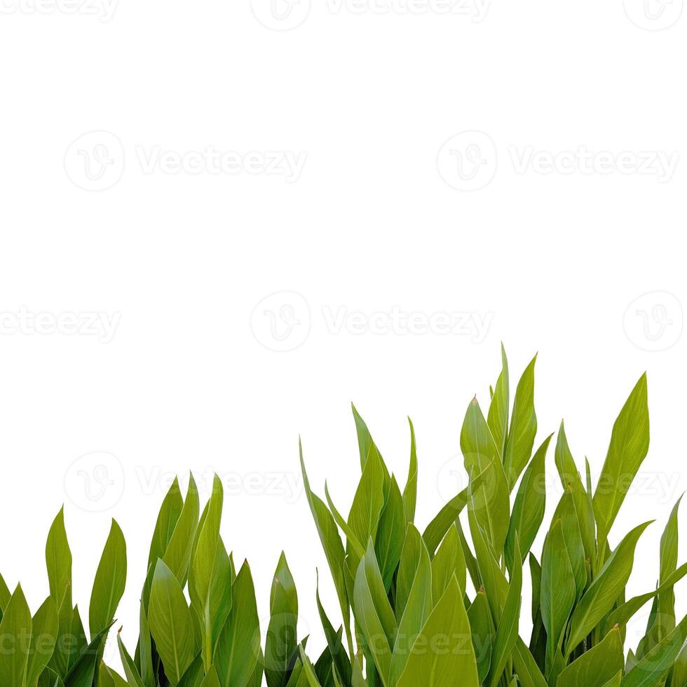 Organic leaf pattern banner featuring fresh green blades horizontally arranged. Perfect for nature-inspired designs, floral templates or ecological product promotion photo