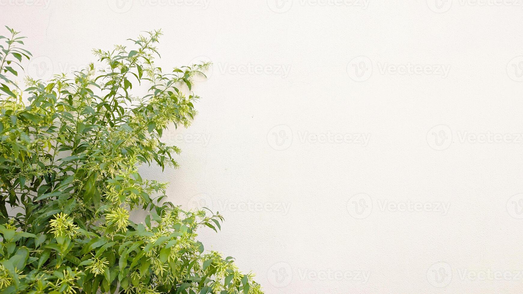 Natural green blurred bush branches background with copy space for text banner photo