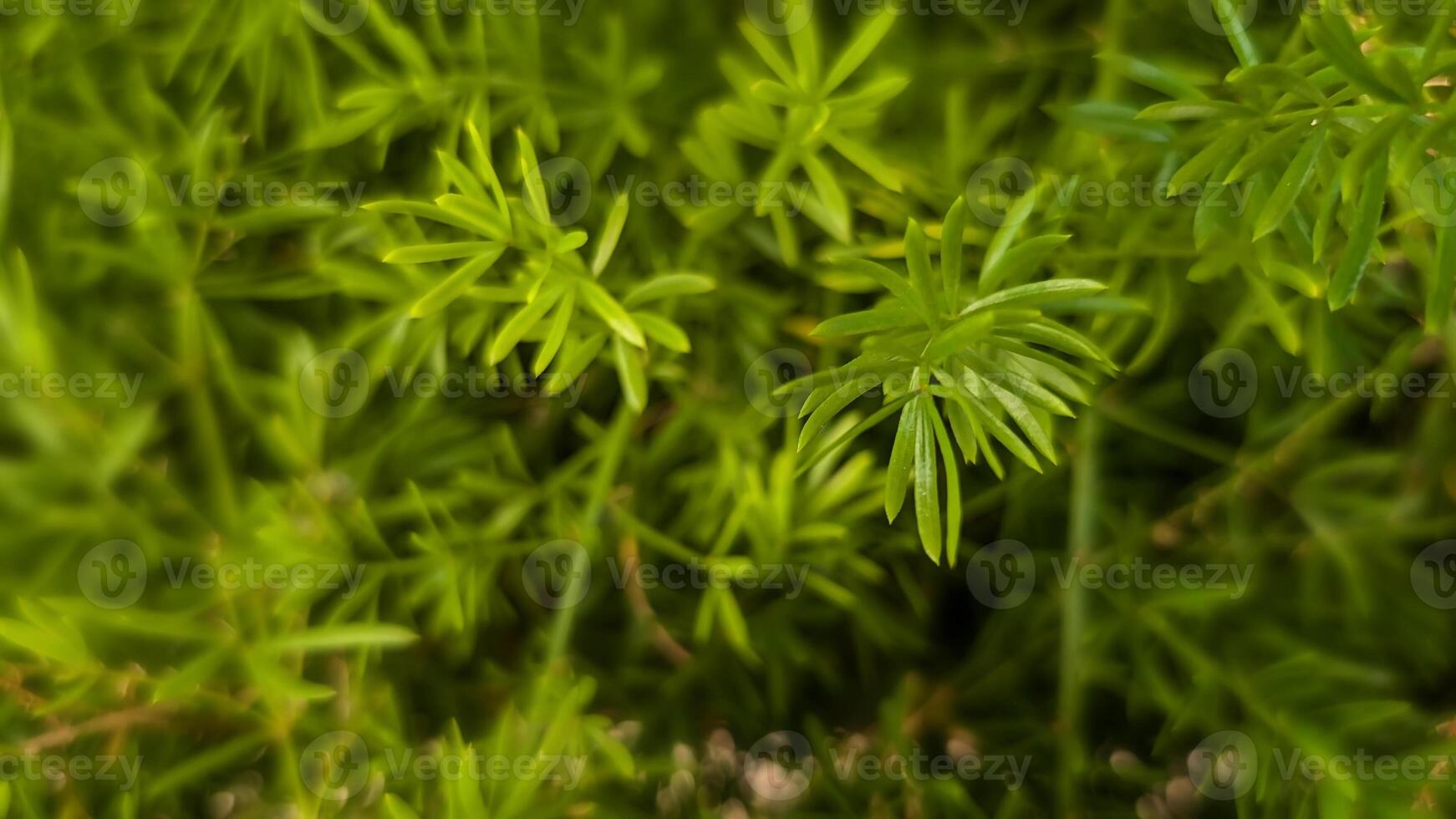Evergreen Asparagus Fern Plant like fir tree brunches, nature texture background photo