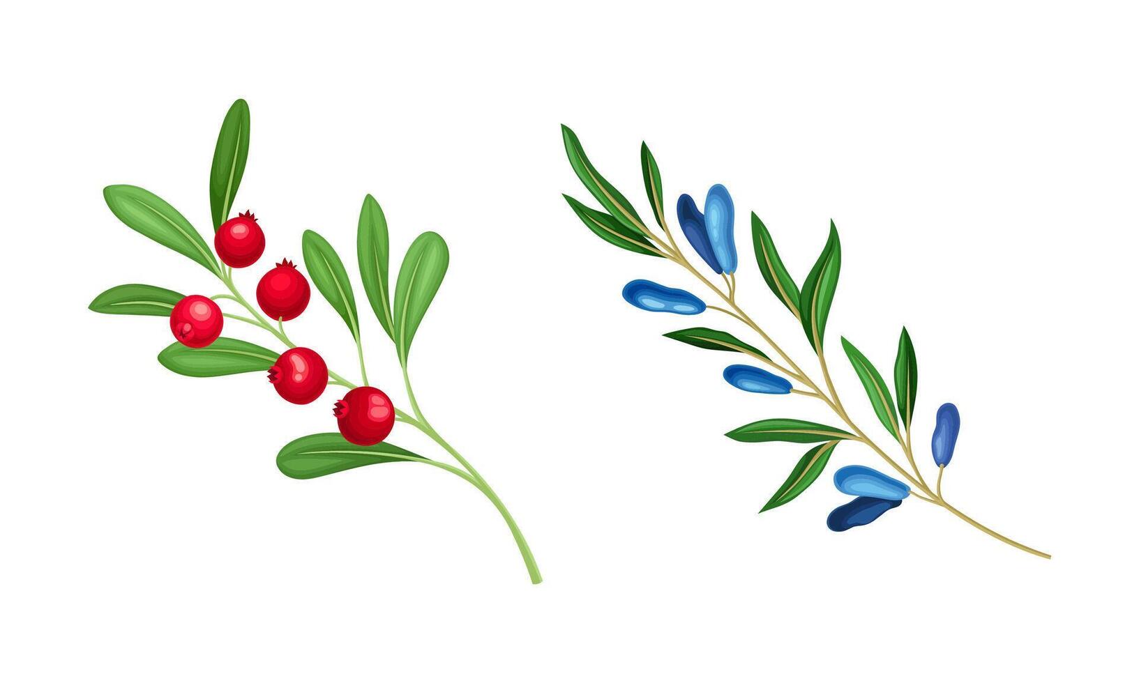 Red Cranberry and Honeyberry Branch with Hanging Ripe Edible Berry Set vector