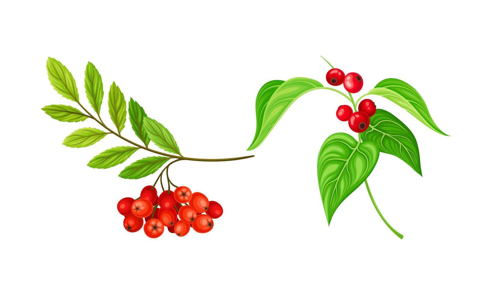 Red Ashberry and Currant Branch with Hanging Ripe Edible Berry Set vector