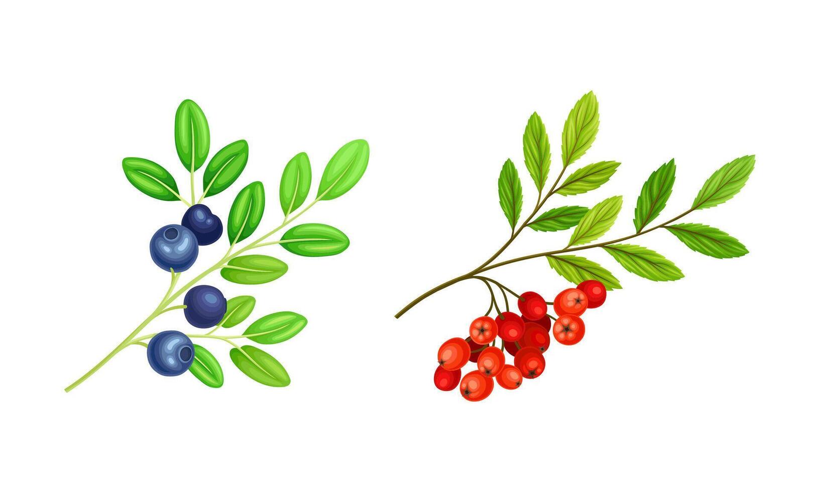 Red Ashberry and Blueberry Branch with Hanging Ripe Edible Berry Set vector