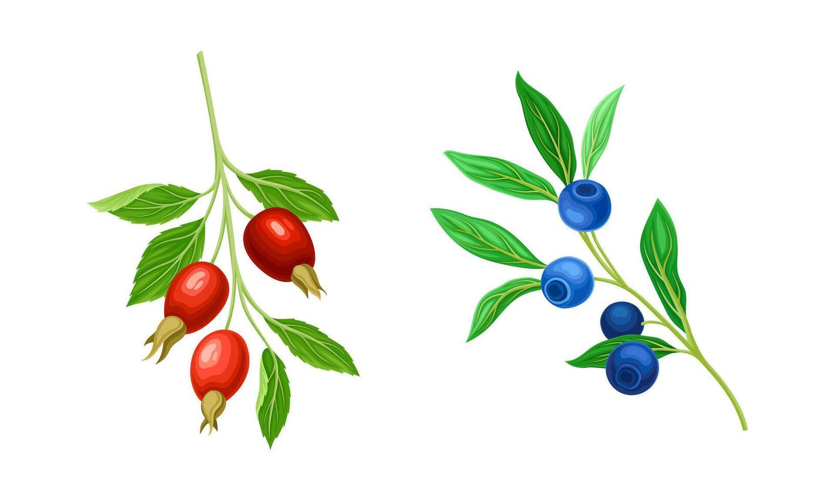 Red Briar and Blueberry Branch with Hanging Ripe Edible Berry Set vector