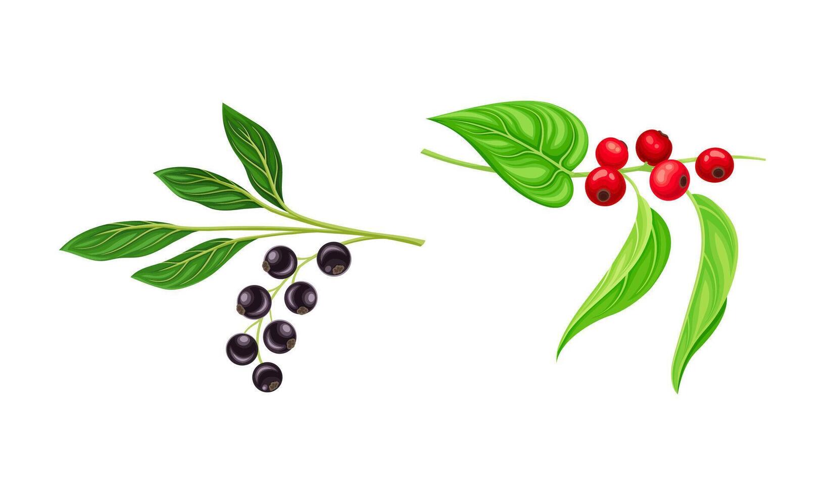 Red and Black Currant Branch with Hanging Ripe Edible Berry Set vector