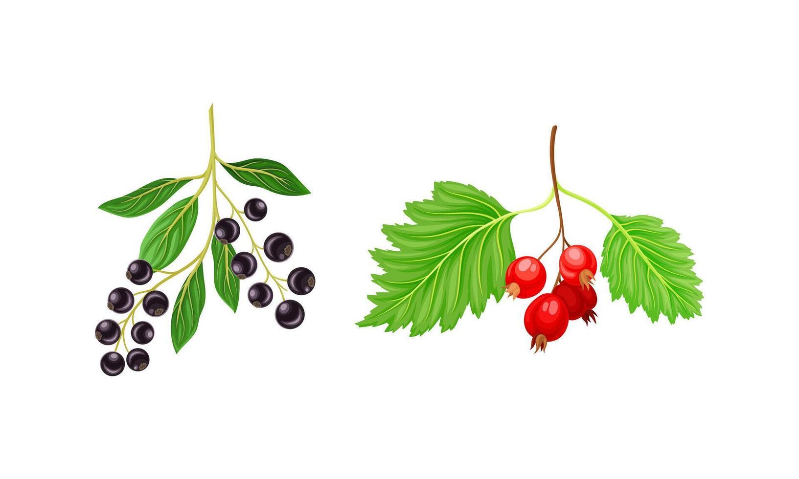 Black Currant and Hawthorn Branch with Hanging Ripe Edible Berry Set vector